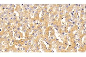 Detection of TF in Bovine Liver Tissue using Polyclonal Antibody to Transferrin (TF) (Transferrin anticorps  (AA 284-575))