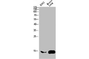 Western blot analysis of mouse-brain mouse-spinal-cord lysate, antibody was diluted at 2000. (FABP2 anticorps  (AA 90-132))
