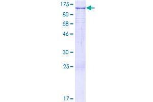 Image no. 1 for Unc-45 Homolog A (UNC45A) (AA 1-944) protein (GST tag) (ABIN1324649)