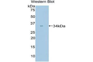 Western blot analysis of the recombinant protein. (PPIE anticorps  (AA 12-286))