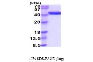 SDS-PAGE (SDS) image for Alcohol Dehydrogenase 1A (Class I), alpha Polypeptide (ADH1A) (AA 1-375) protein (His tag) (ABIN5854753)
