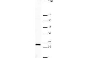 Histone H3K27me3 antibody (pAb) tested by Western blot. (Histone 3 anticorps  (H3K27me3))