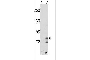 Western blot analysis of GMPS using rabbit polyclonal GMPS Antibody using 293 cell lysates (2 ug/lane) either nontransfected (Lane 1) or transiently transfected with the GMPS gene (Lane 2).