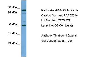 WB Suggested Anti-PNMA2  Antibody Titration: 0. (PNMA2 anticorps  (Middle Region))