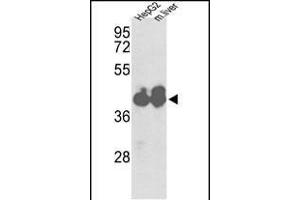 Western blot analysis of IDH1 Antibody (Center) (ABIN391660 and ABIN2841571) in HepG2 cell line and mouse liver tissue lysates (35 μg/lane). (IDH1 anticorps  (AA 116-143))