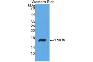 Western Blotting (WB) image for anti-Interleukin 5 (IL5) (AA 20-134) antibody (ABIN3209429) (IL-5 anticorps  (AA 20-134))
