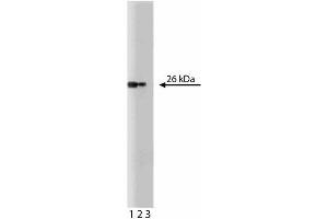 Western blot analysis of Bcl-x on human endothelial cell lysate. (BCL2L1 anticorps  (AA 18-233))