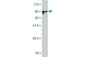 Western Blot detection against Immunogen (76.