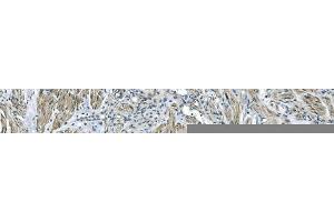 IHC analysis of GNG4 using anti-GNG4 antibody (ABIN7599461).