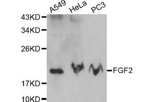 Western blot analysis of extracts of various cell lines, using FGF2 antibody. (FGF2 anticorps  (AA 143-288))