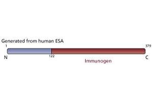 Image no. 3 for anti-Flotillin 2 (FLOT2) (AA 122-379) antibody (ABIN967933) (Flotillin 2 anticorps  (AA 122-379))