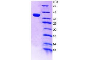 SDS-PAGE analysis of Human a4GALT Protein. (A4GALT Protéine)