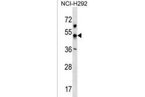 KCNJ18 Antibody (N-term) (ABIN1539660 and ABIN2850318) western blot analysis in NCI- cell line lysates (35 μg/lane). (KCNJ18 anticorps  (N-Term))