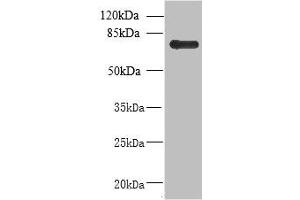 Western blot All lanes: NHLRC2 antibody at 8 μg/mL + U251 whole cell lysate Secondary Goat polyclonal to rabbit at 1/10000 dilution Predicted band size: 80, 40 kDa Observed band size: 80 kDa (NHLRC2 anticorps  (AA 1-367))
