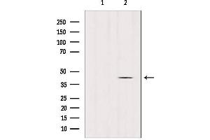 Western blot analysis of extracts from mouse brain, using GPR45 Antibody. (GPR45 anticorps  (Internal Region))
