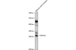 Western blot analysis of extracts of mouse small intestine, using TSP antibody (ABIN7270787) at 1:1000 dilution. (Tetraspanin 3 anticorps  (AA 105-210))