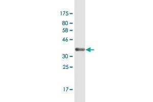 Western Blot detection against Immunogen (35. (ELOF1 anticorps  (AA 1-83))