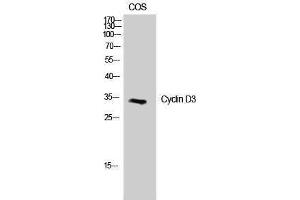 Western Blotting (WB) image for anti-Cyclin D3 (CCND3) (Ser21) antibody (ABIN3174620) (Cyclin D3 anticorps  (Ser21))