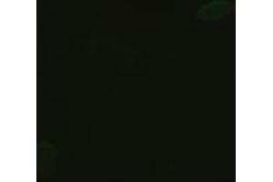 Anti-GSC mouse monoclonal antibody (ABIN2452350) immunofluorescent staining of HeLa cells transiently transfected by pCMV6-ENTRY GSC (RC209586) (GSC anticorps  (AA 107-257))