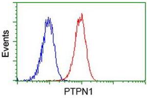 Image no. 1 for anti-Protein tyrosine Phosphatase, Non-Receptor Type 1 (PTPN1) antibody (ABIN1500497) (PTPN1 anticorps)