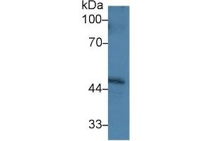 Detection of PPM1A in Human Hela cell lysate using Polyclonal Antibody to Protein Phosphatase, Mg2+/Mn2+ Dependent 1A (PPM1A)