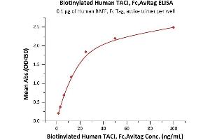 Immobilized Human BAFF, Fc Tag, active trimer (ABIN6972950) at 1 μg/mL (100 μL/well) can bind Biotinylated Human TACI, Fc,Avitag (ABIN5954907,ABIN6253586) with a linear range of 2-25 ng/mL (QC tested).