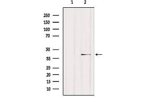 Western blot analysis of extracts from HUVEC, using NCF4 Antibody. (NCF4 anticorps  (C-Term))