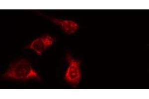 ABIN6277996 staining HeLa cells by IF/ICC. (SPTAN1 anticorps  (N-Term))