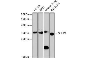 Western blot analysis of extracts of various cell lines, using GULP1 antibody (ABIN6131564, ABIN6141541, ABIN6141542 and ABIN6220256) at 1:3000 dilution. (GULP1 anticorps  (AA 1-130))
