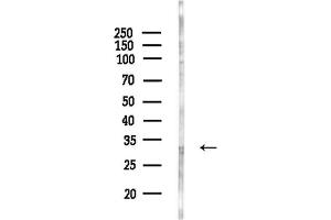 anti-CCR4-NOT Transcription Complex, Subunit 8 (CNOT8) (Internal Region) antibody