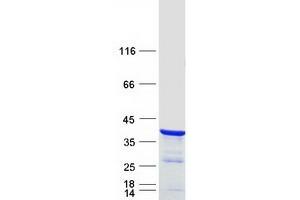 Validation with Western Blot (NRIP3 Protein (Myc-DYKDDDDK Tag))