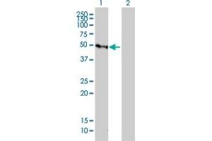 Western Blotting (WB) image for anti-Growth Factor Independent 1 (GFI1) (AA 1-92) antibody (ABIN466022) (GFI1 anticorps  (AA 1-92))