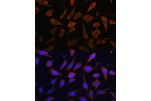 Immunofluorescence analysis of L929 cells using SERPINB9 antibody (ABIN6130941, ABIN6147596, ABIN6147597 and ABIN6222020) at dilution of 1:100. (SERPINB9 anticorps  (AA 1-376))