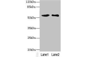 Western blot All lanes: SLC30A1 antibody at 3. (SLC3A1 anticorps  (AA 328-507))