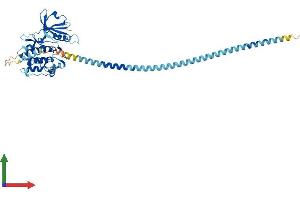 AlphaFold protein structure predicition of Mouse Recombinant Dapk3 Protein, UniprotID O54784