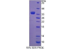 SDS-PAGE analysis of Mouse TGM3 Protein. (TGM3 Protéine)