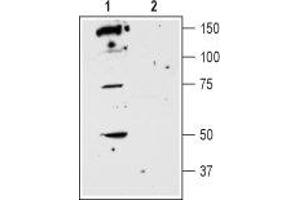 Western blot analysis of rat striatum membranes: - 1. (DRD5 anticorps  (2nd Extracellular Loop))