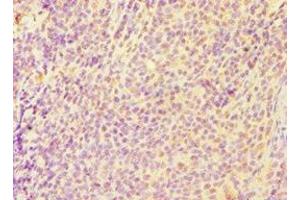 Immunohistochemistry of paraffin-embedded human tonsil tissue using ABIN7146954 at dilution of 1:100