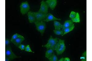 Immunofluorescence staining of Hela cells with ABIN7140070 at 1:133, counter-stained with DAPI. (LRP1 anticorps  (AA 3924-3942))
