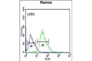 PHTNS Antibody (N-term) (ABIN653952 and ABIN2843174) flow cytometric analysis of Ramos cells (right histogram) compared to a negative control cell (left histogram). (KIAA1949 anticorps  (N-Term))