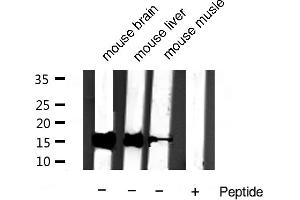 anti-Cytochrome C, Somatic (CYCS) antibody