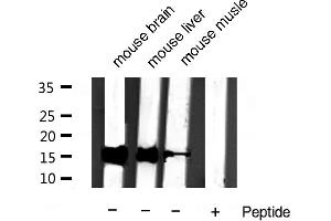 Western blot analysis of extracts of various samples,using Cytochrome c Antibody. (Cytochrome C anticorps)