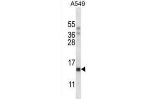 Western Blotting (WB) image for anti-Polymerase (RNA) II (DNA Directed) Polypeptide J, 13.3kDa (POLR2J) antibody (ABIN2997850) (POLR2J anticorps)