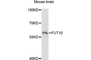 Western blot analysis of extracts of mouse brain, using FUT10 antibody (ABIN6291149) at 1:3000 dilution. (FUT10 anticorps)
