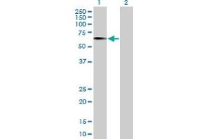 Western Blot analysis of EGR2 expression in transfected 293T cell line by EGR2 MaxPab polyclonal antibody. (EGR2 anticorps  (AA 1-476))