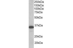 Image no. 1 for anti-Linker For Activation of T Cells (LAT) (AA 258-269) antibody (ABIN296041) (LAT anticorps  (AA 258-269))