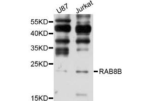 Western blot analysis of extracts of various cell lines, using RAB8B antibody (ABIN1875675) at 1:1000 dilution. (RAB8B anticorps)