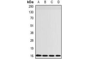 Western blot analysis of RPS14 expression in SW480 (A), HepG2 (B), mouse lung (C), rat spleen (D) whole cell lysates. (RPS14 anticorps)