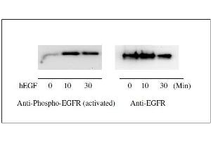 Western blot analysis of extracts from 100 ng/mL hEGF treated A431 cells.