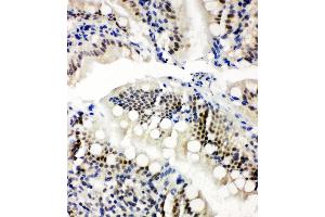 Anti-NRF1 antibody, IHC(P) IHC(P): Rat Intestine Tissue (NRF1 anticorps  (Middle Region))
